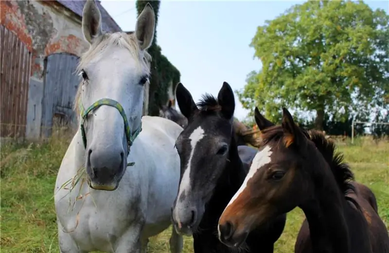 Белая лошадь с двумя гнедыми жеребятами на пастбище рядом с конюшней