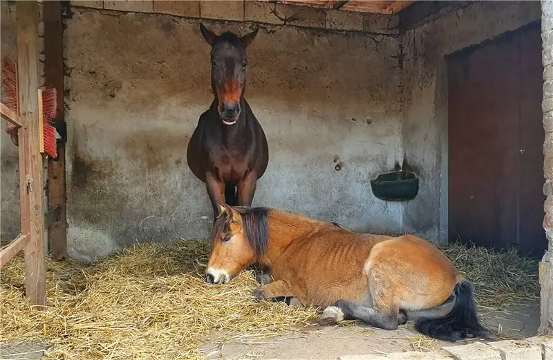 Две коричневые лошади в конюшне с соломой