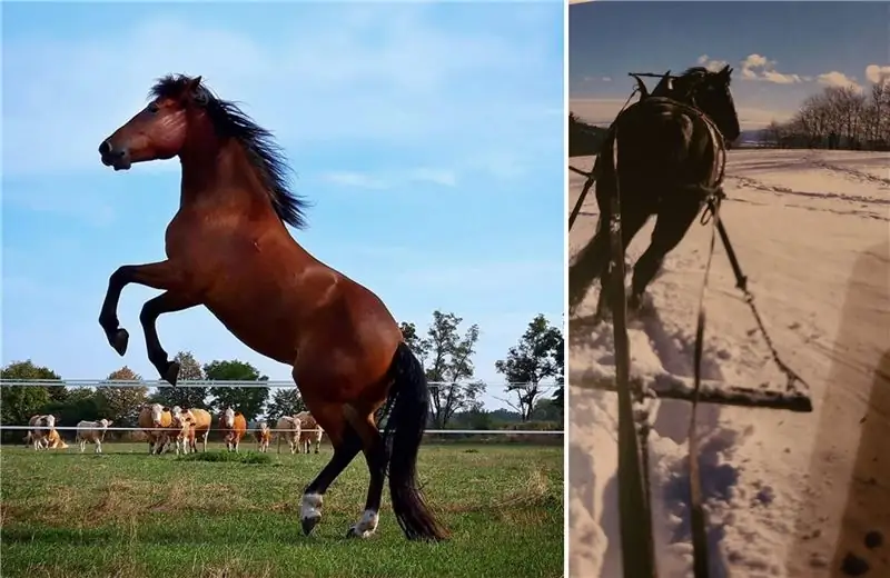 Поднявшаяся коричневая лошадь и лошадь, тянущая сани зимой