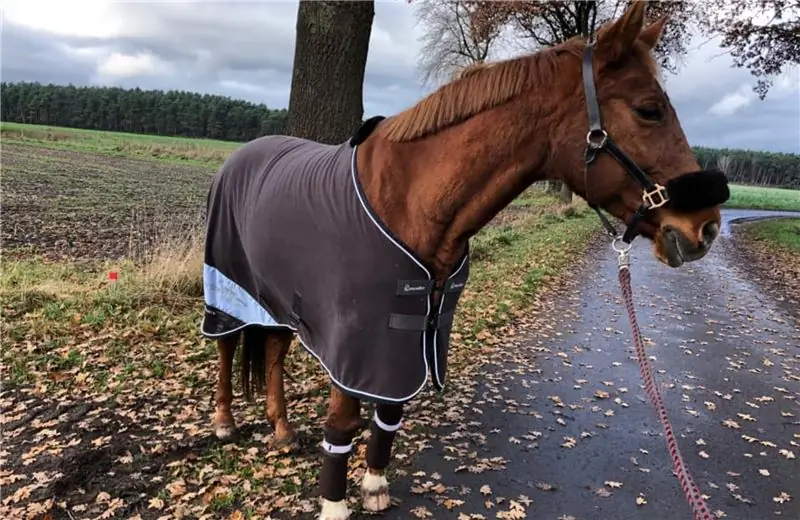 Лошадь с одеялом рядом с дорогой