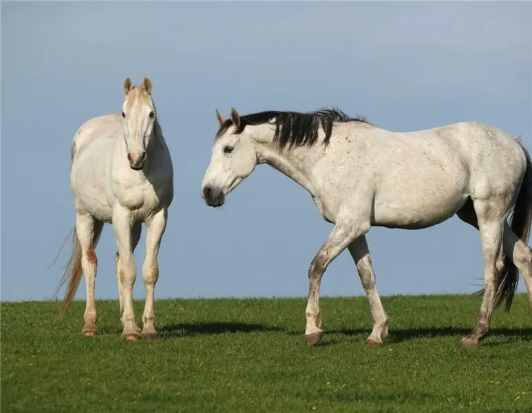 ХОБЛ и ХОБЛ: Лошади с заболеваниями легких лечатся в Северном море
