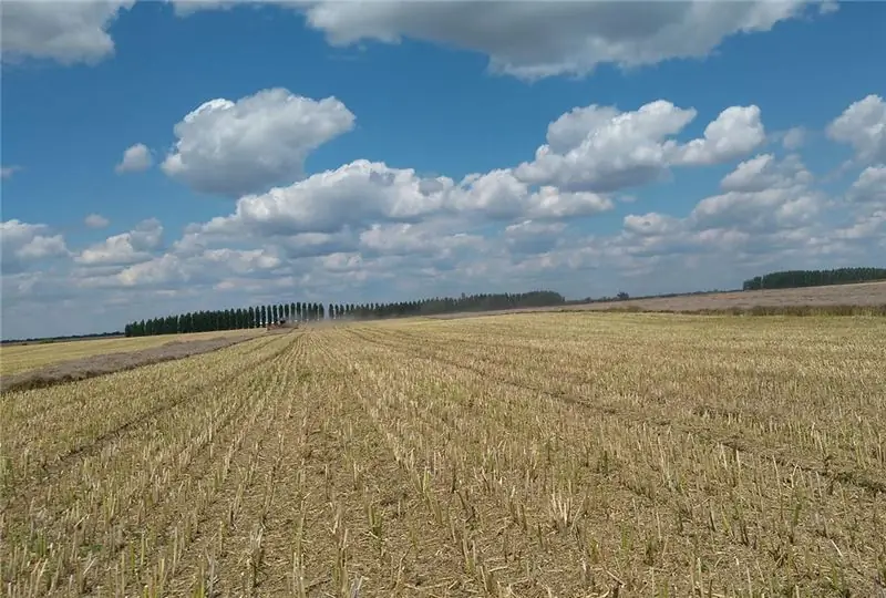 Урожай рапса в Румынии