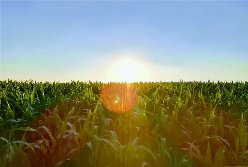 Кукурузное поле летом