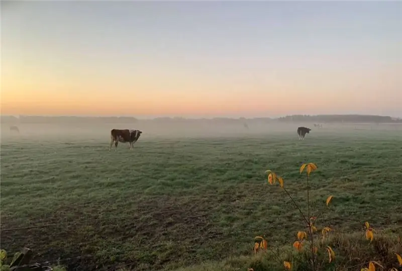 скот в тумане