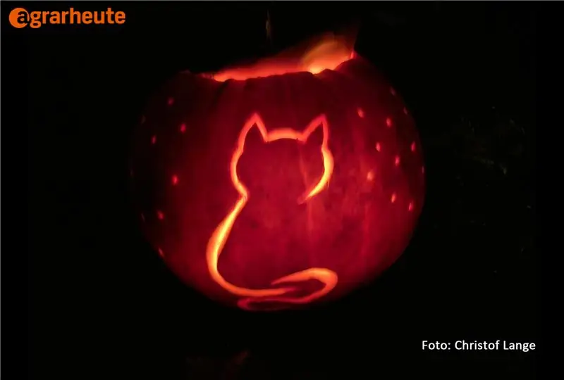 Тыква с кошачьим мотивом