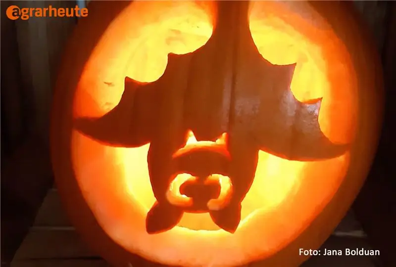 Украшение из тыквы на Хэллоуин - летучая мышь