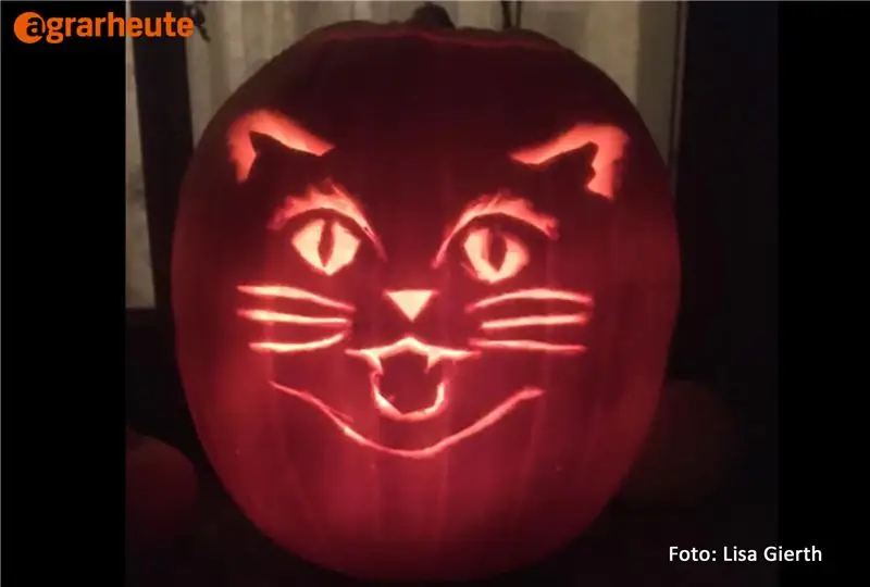 Голова тыквенного кота