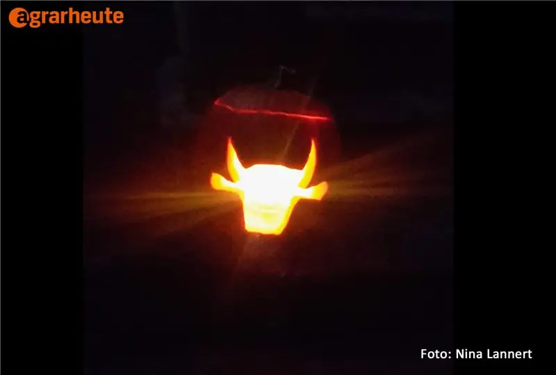 Создание тыквы с коровой