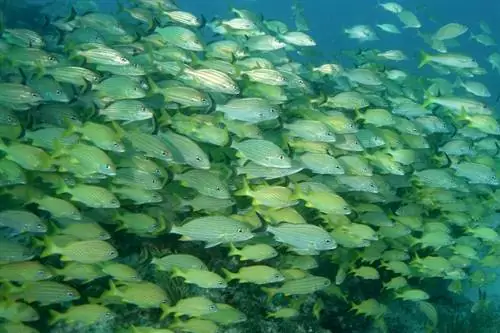 Какую выгоду маркетологи могут получить от историй в Instagram, имея 200 миллионов пользователей?