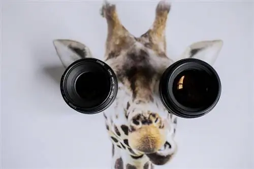 Фиксированные и зум-объективы: какие лучше? Почему?