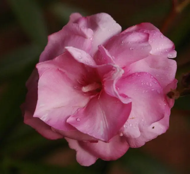 Чувствуют ли растения?