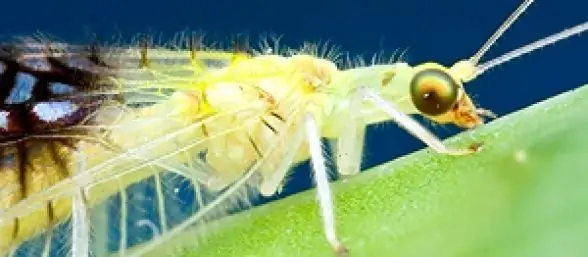 Новое насекомое-каннибал