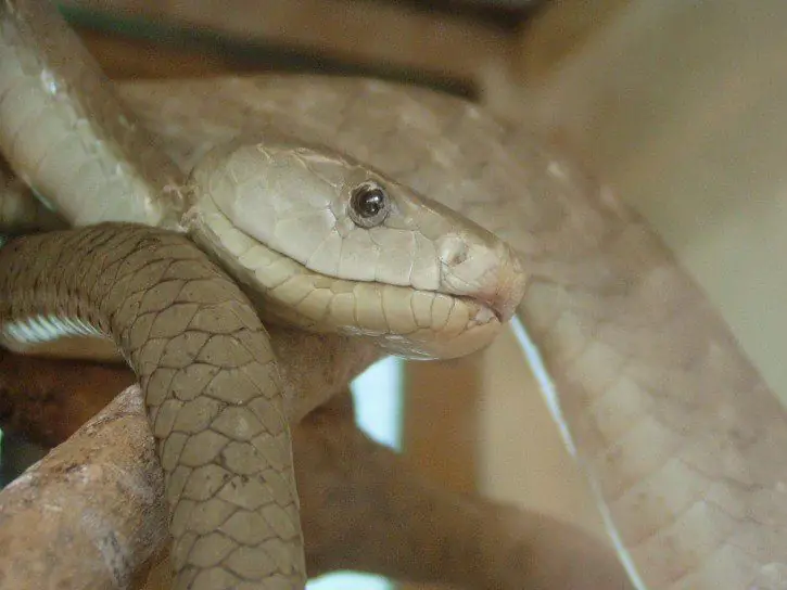 Змеиный яд от боли