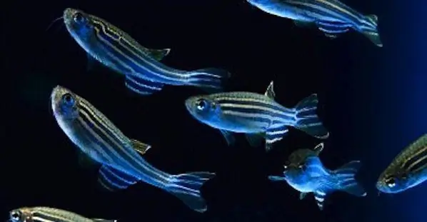 Чувствуют ли рыбы?