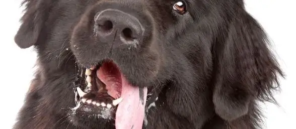 Решение гиперсаливации?