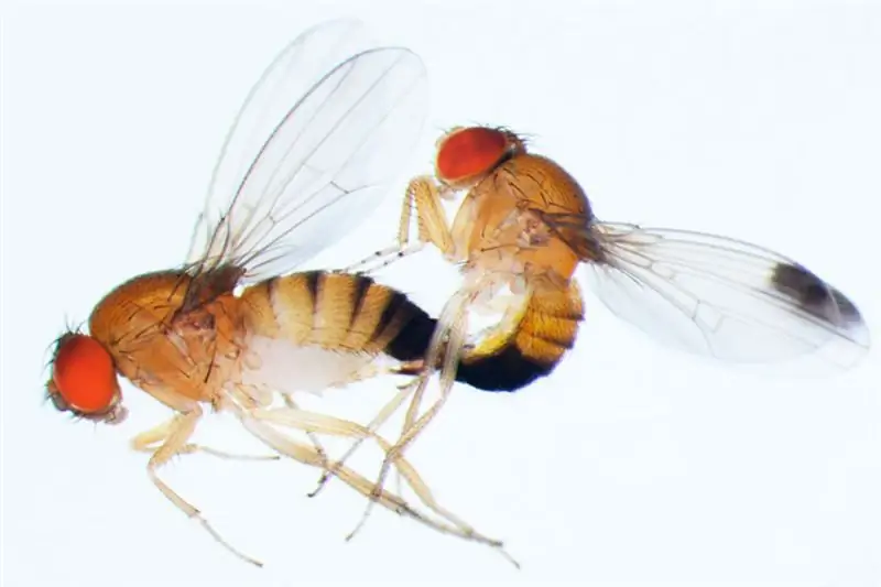 Чувствуют ли самки мух боль при совокуплении?