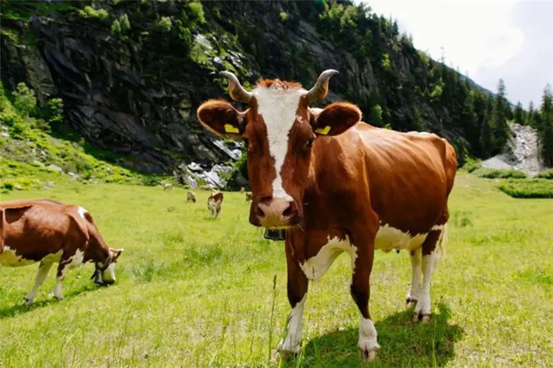 Коровьей отрыжкой они борются с изменением климата