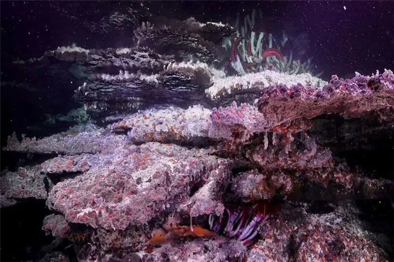 Море Кортеса