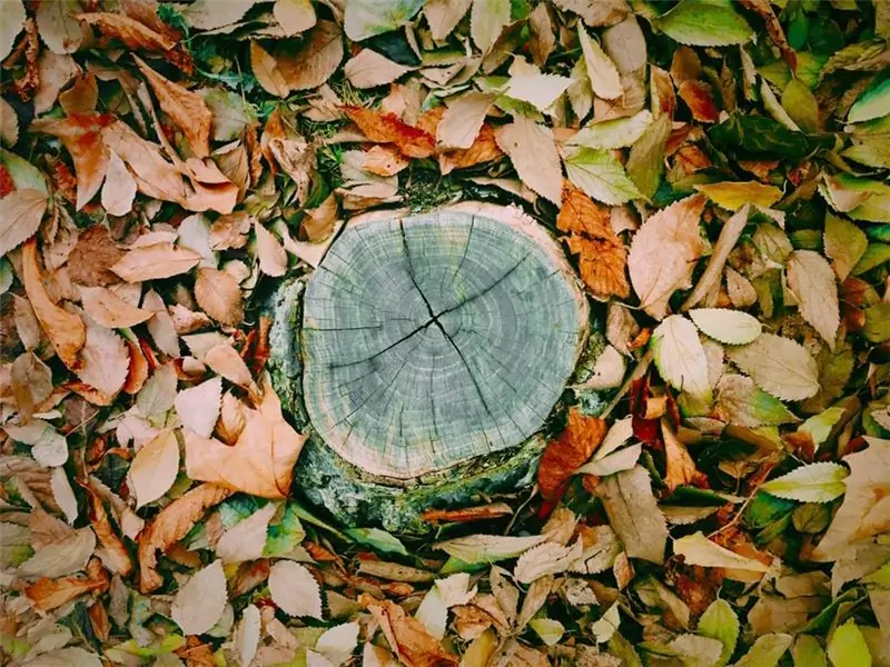 Как вы измеряете возраст деревьев?