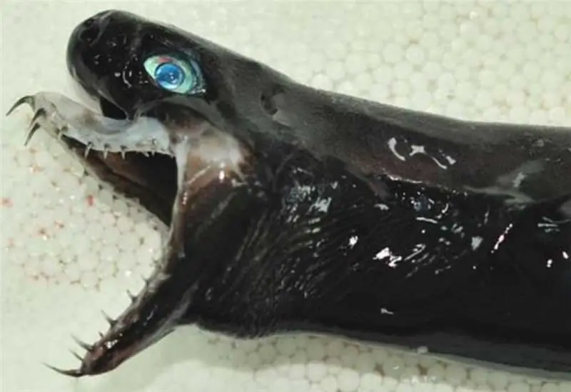 Они находят акулу-гадюку, редко встречающийся вид