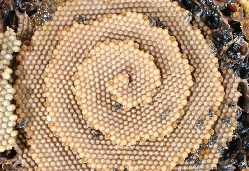 Видео Пчелы Auto Express создают спиральные ульи