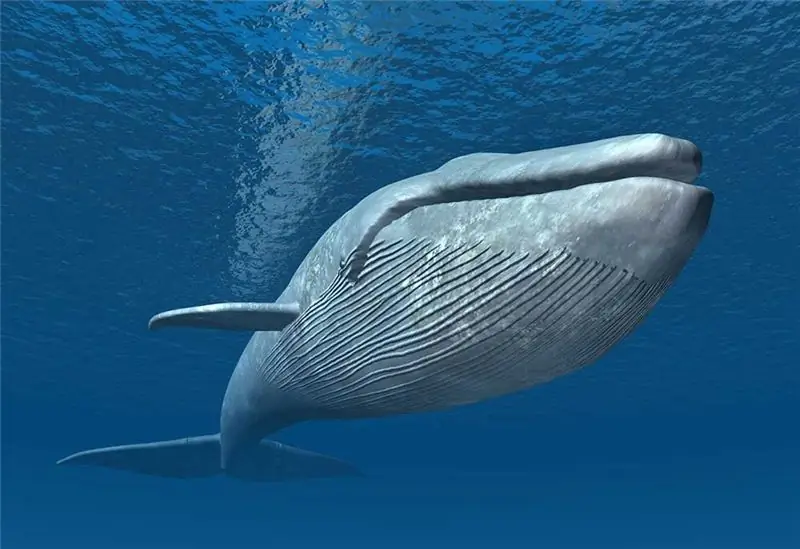 Синий кит вернулся в Мексику