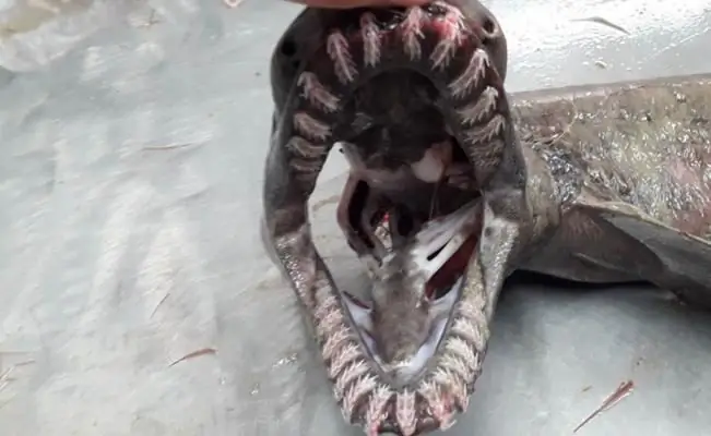 В Португалии обнаружена примитивная акула