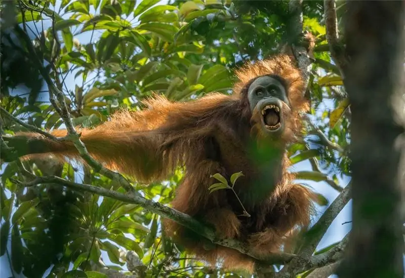 К семейству орангутангов присоединился еще один вид