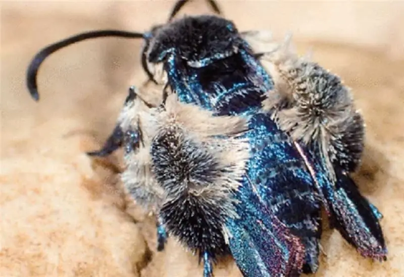 Они нашли вид бабочек, которых не видели 130 лет назад