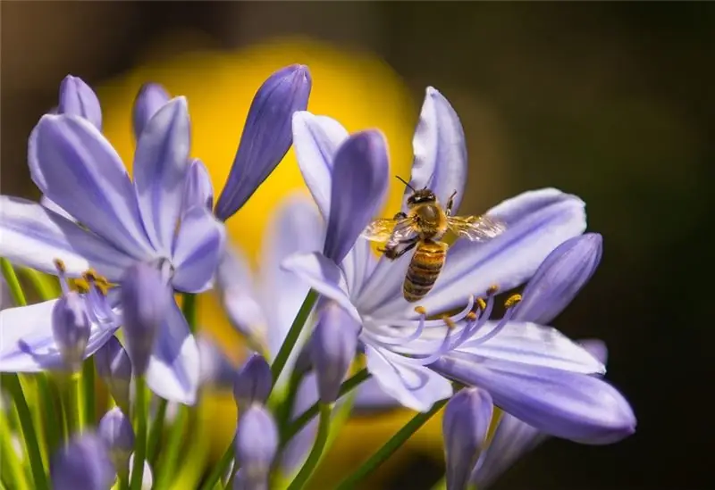 Некоторые цветы предупреждают пчел о наличии пыльцы с помощью голубого ореола