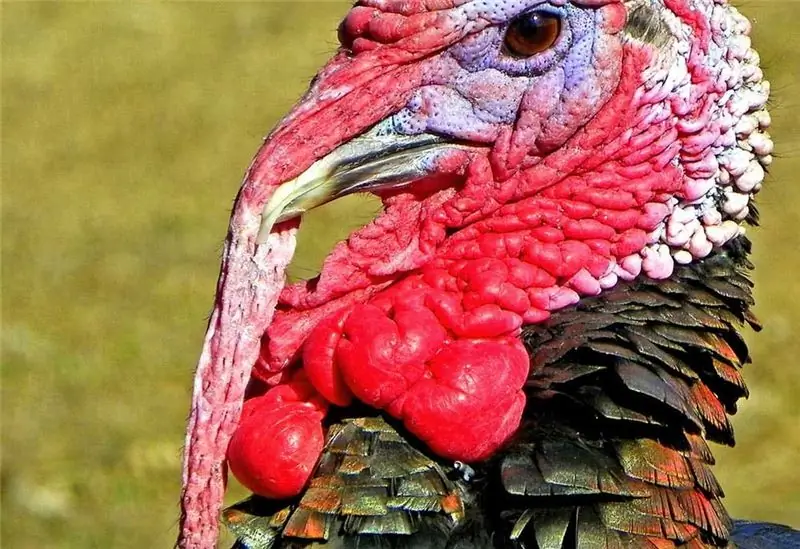 Разработана вакцина для защиты индеек от оспы