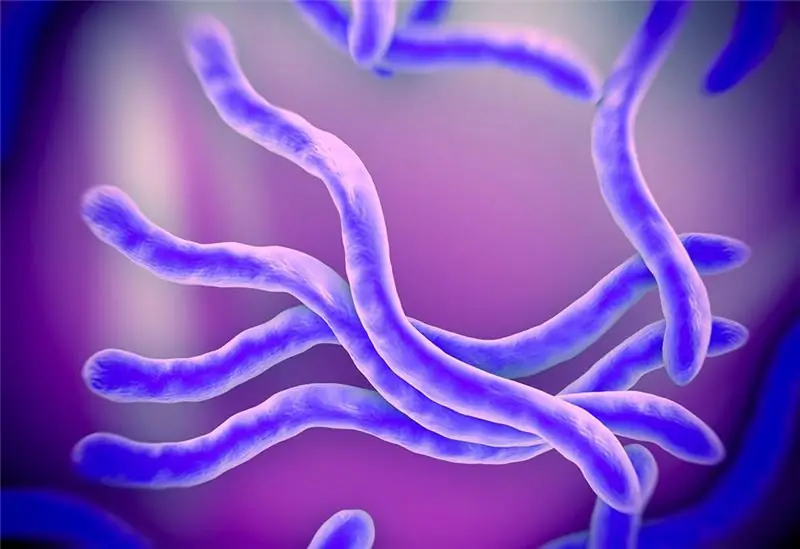 Паразиты управляют разумом животных