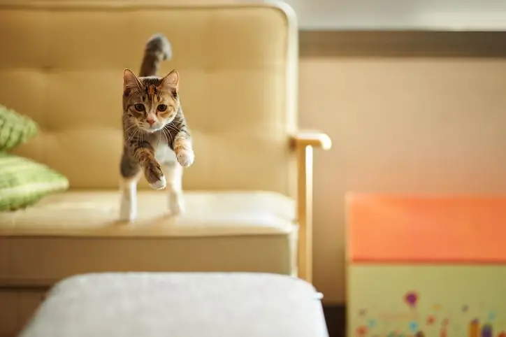 привычки кошек