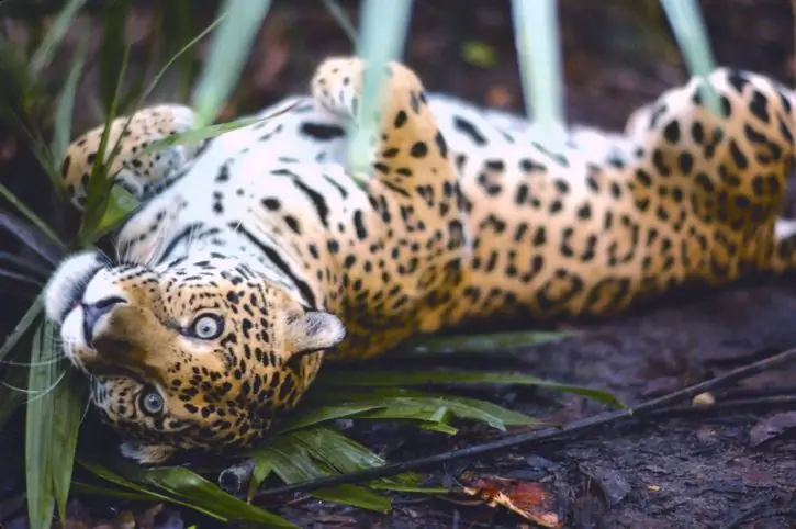 5 привычек, которые ваша кошка унаследовала от диких кошек