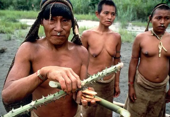 Как аяуаска превратилась из мистического растения в вымирающий вид