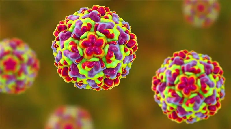 Что такое риновирус, вирус, столь же заразный, как COVID-19, который ежегодно поражает миллионы людей