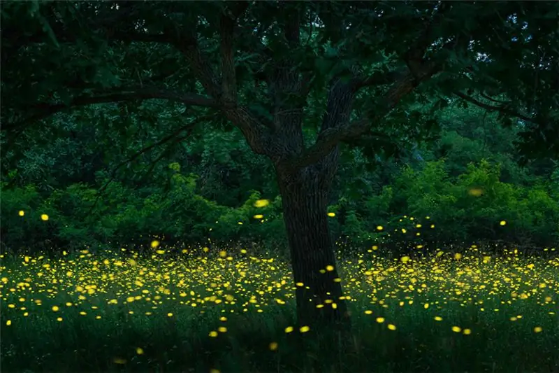 как светлячки излучают свет