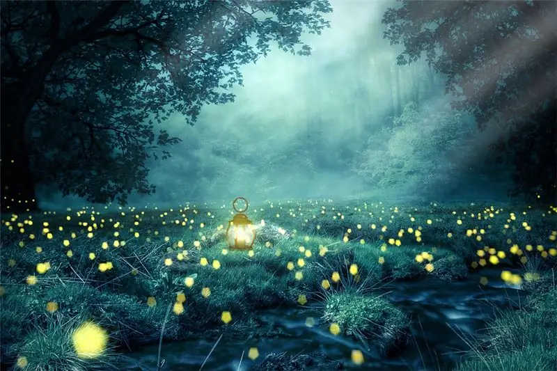 светлячок лес