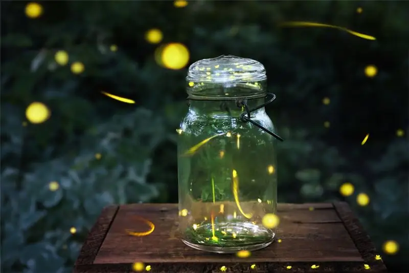 Светлячки: как они излучают свой свет и где их можно увидеть в Мексике