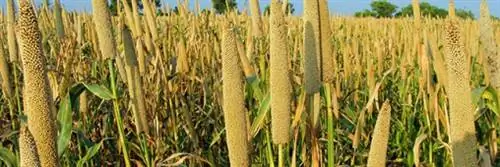 Безглютеновый продукт покоряет французов Безглютеновый продукт покоряет французов