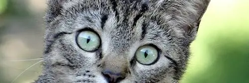 корм для собак и кошек