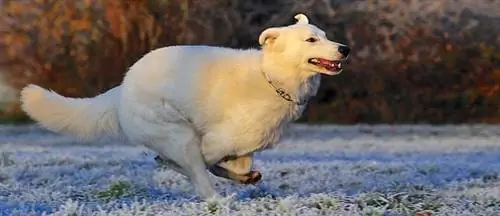 корм для собак и кошек