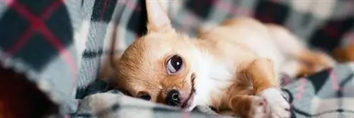 «Органический», «полезный», «премиум»: нет ничего слишком полезного для наших собак и кошек?