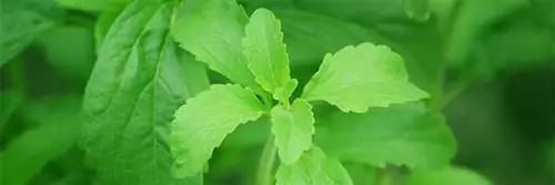 Чтобы насладиться стевией, избегайте кофе