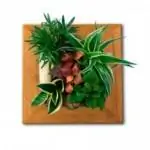 Очищающие растения