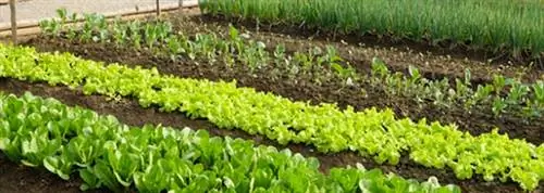 выращивание вьющегося цикория эскарола