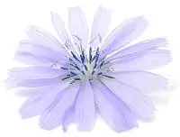 цветок цикория