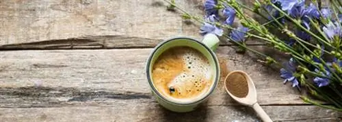 производство напитка из цикория