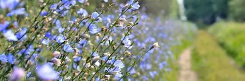 Как выращивают цикорий, называемый еще невестой солнца?