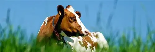 98% французов чувствительны к благополучию животных 98% французов чувствительны к благополучию животных